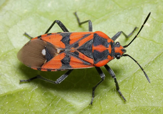 Spilostethus pandurus