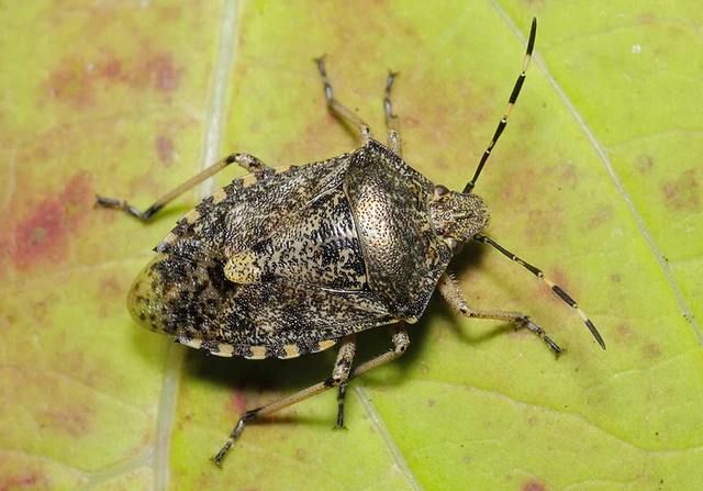 Rhaphigaster nebulosa - bencepoloska Rhaphigaster nebulosa - bencepoloska
