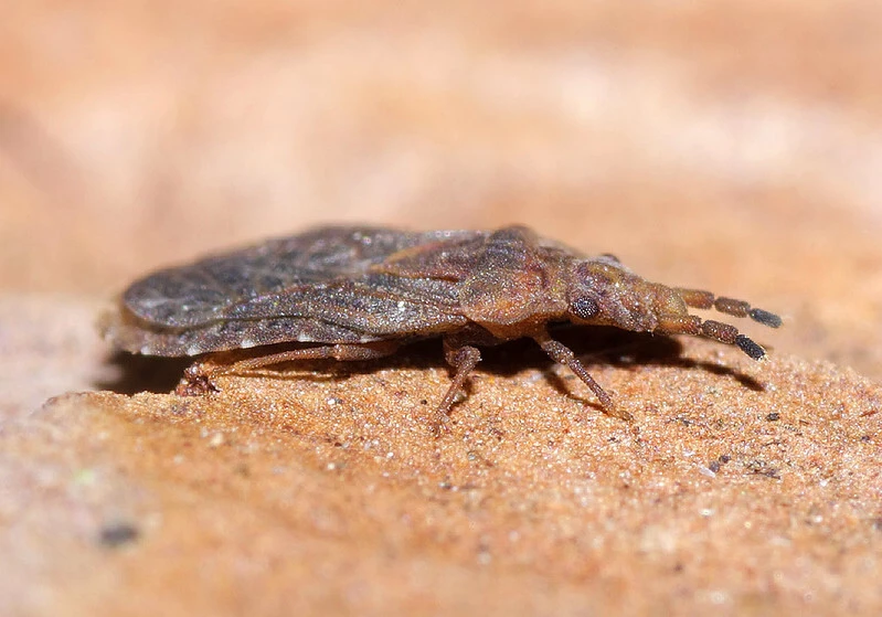 Aradus cinnamomeus - kis kéregpoloska