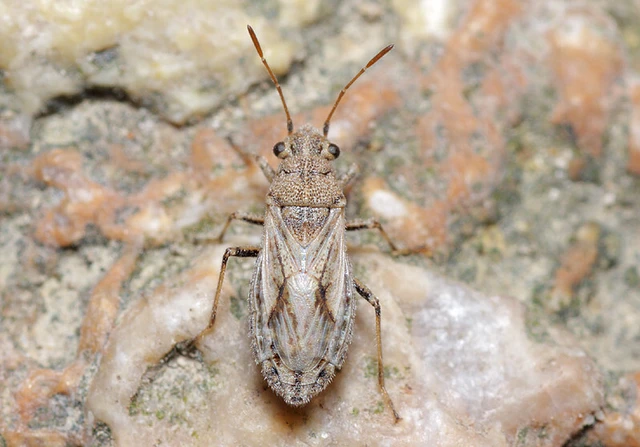 Ortholomus punctipennis - szőrös fényesbodobács
