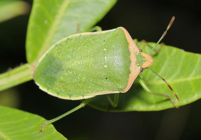 Nezara viridula - zöld vándorpoloska Nezara viridula - zöld vándorpoloska