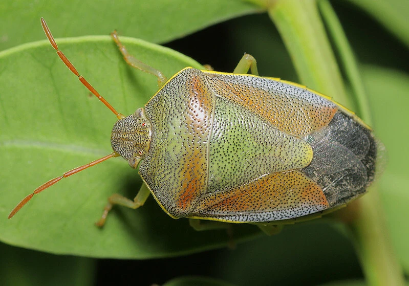 Piezodorus lituratus - bíboros címerespoloska