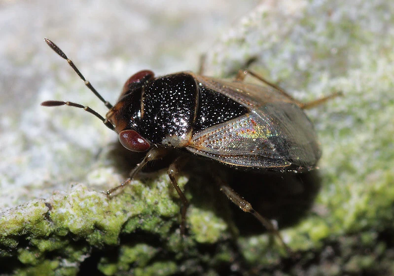 Geocoris megacephalus