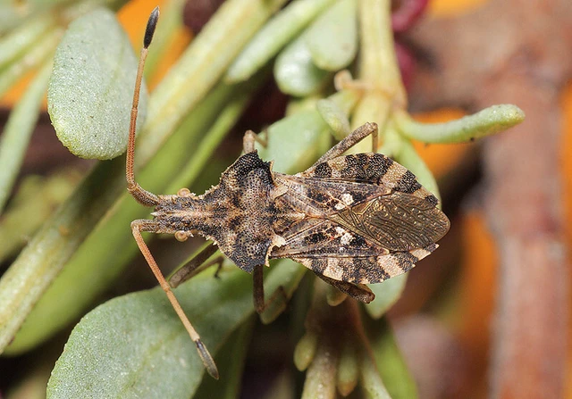 Centrocoris spiniger
