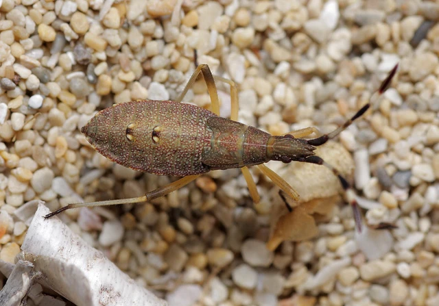 Dicranocephalus albipes - kutyatej-karimáspoloska