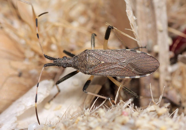 Dicranocephalus albipes - kutyatej-karimáspoloska