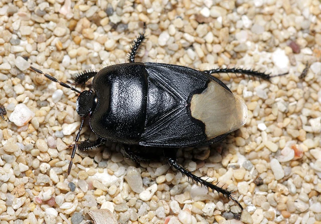 Cydnus aterrimus - nagy földipoloska