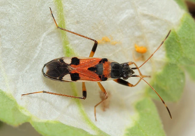 Beosus quadripunctatus - pettyes homokibodobács