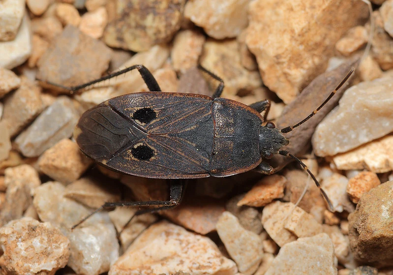 Graptopeltus validus