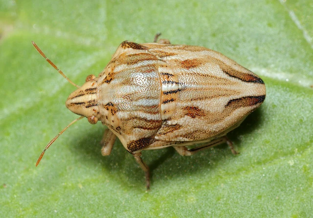 Odontotarsus robustus Odontotarsus robustus