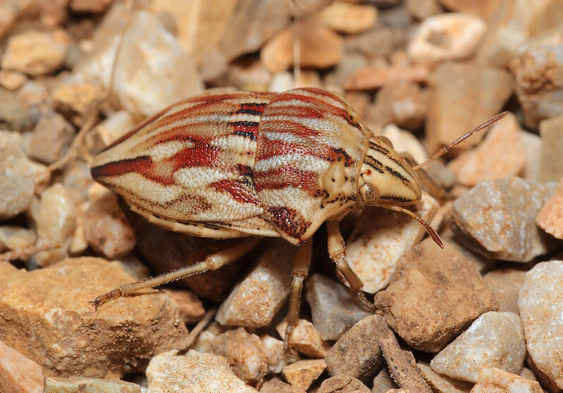 Odontotarsus robustus