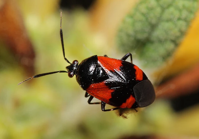 Deraeocoris rutilus - cinóber mezeipoloska