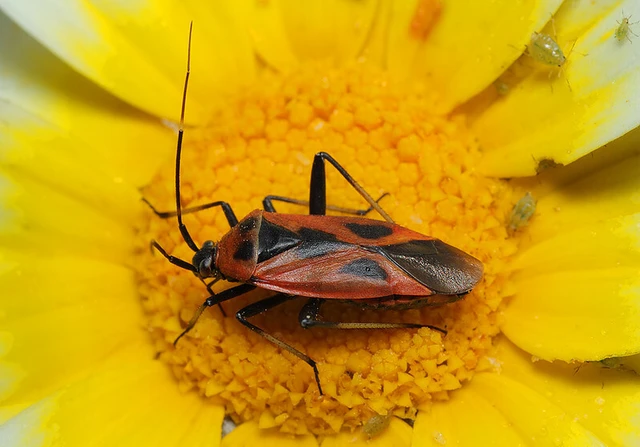 Calocoris nemoralis