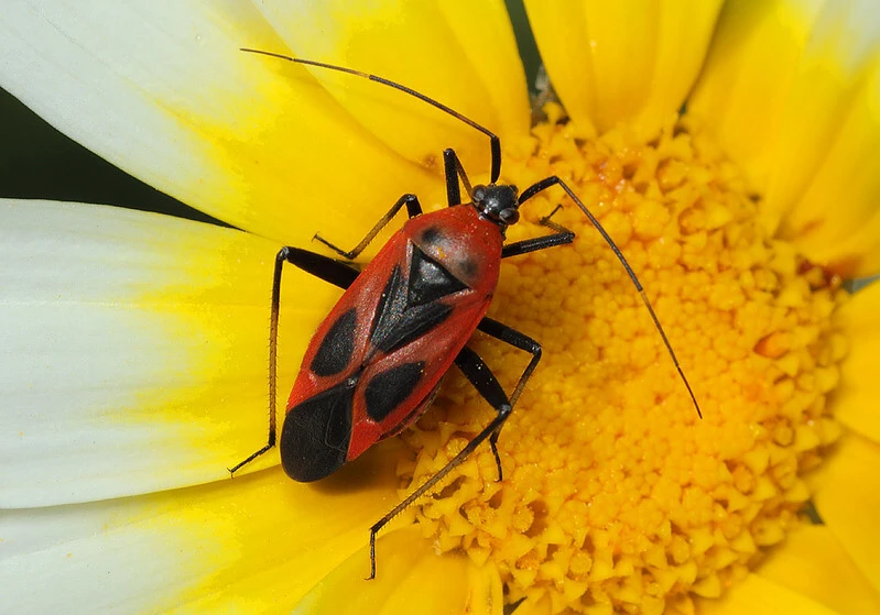 Calocoris nemoralis
