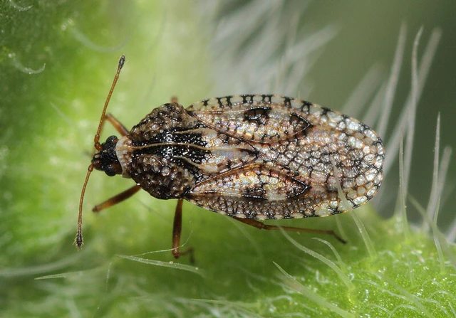 Dictyla