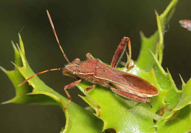 Camptopus lateralis - görbelábú karimáspoloska