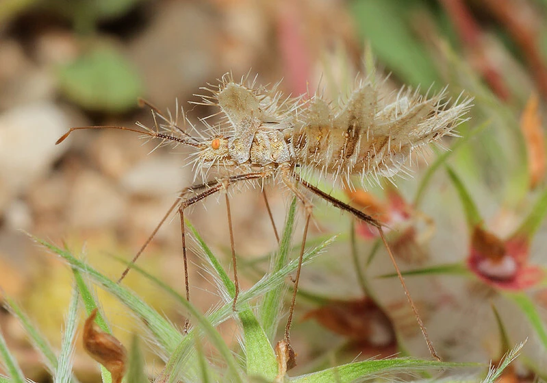 Phyllomorpha lacerata