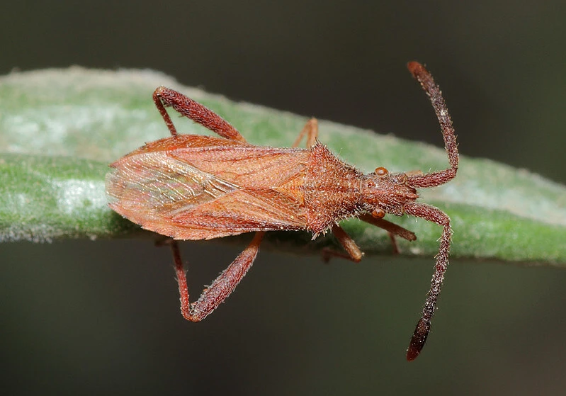 Coriomeris affinis