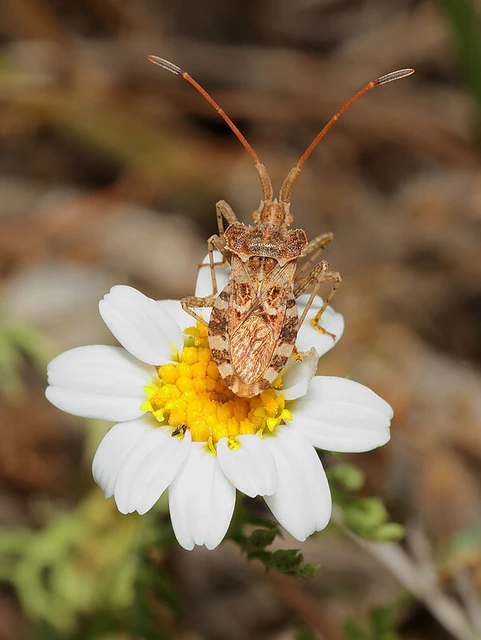Centrocoris spiniger