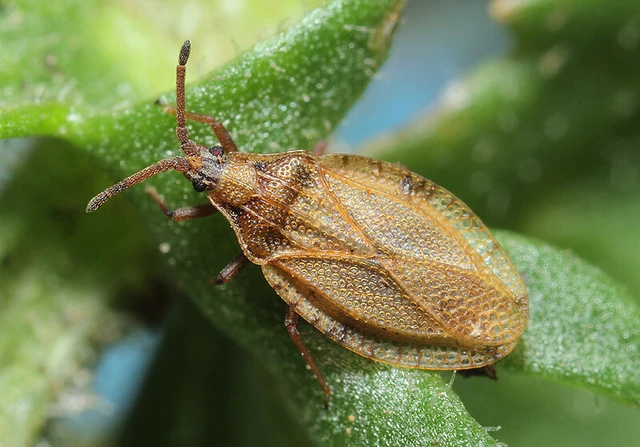 Catoplatus fabricii - vastagcsápú csipkéspoloska