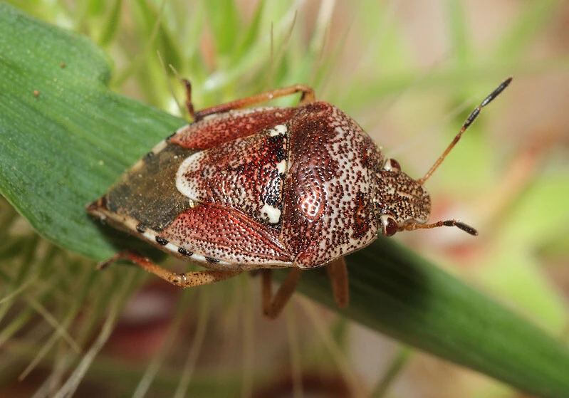 Stagonomus amoenus