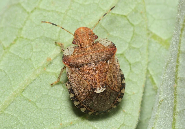 Dyroderes umbraculatus Dyroderes umbraculatus