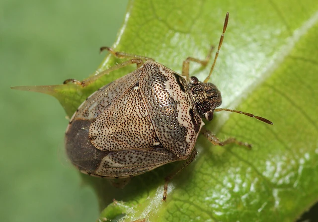 Eysarcoris ventralis - fakó feketefejű-poloska Eysarcoris ventralis - fakó feketefejű-poloska