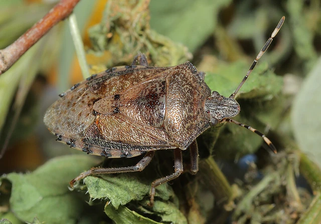 Rhaphigaster nebulosa - bencepoloska Rhaphigaster nebulosa - bencepoloska