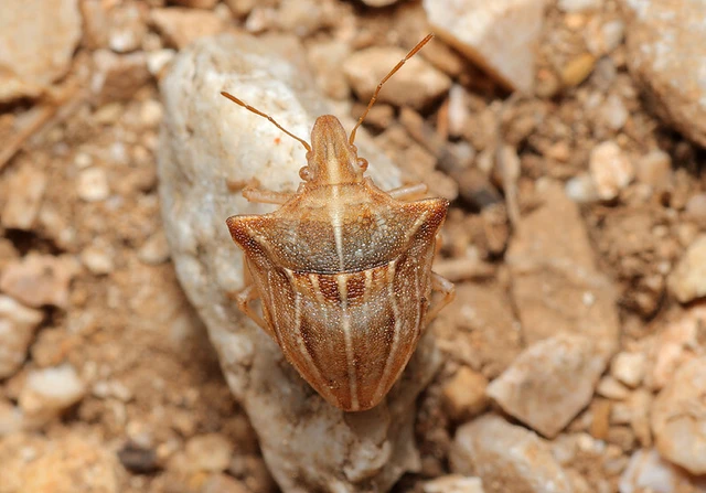 Ancyrosoma leucogrammes - vállas poloska