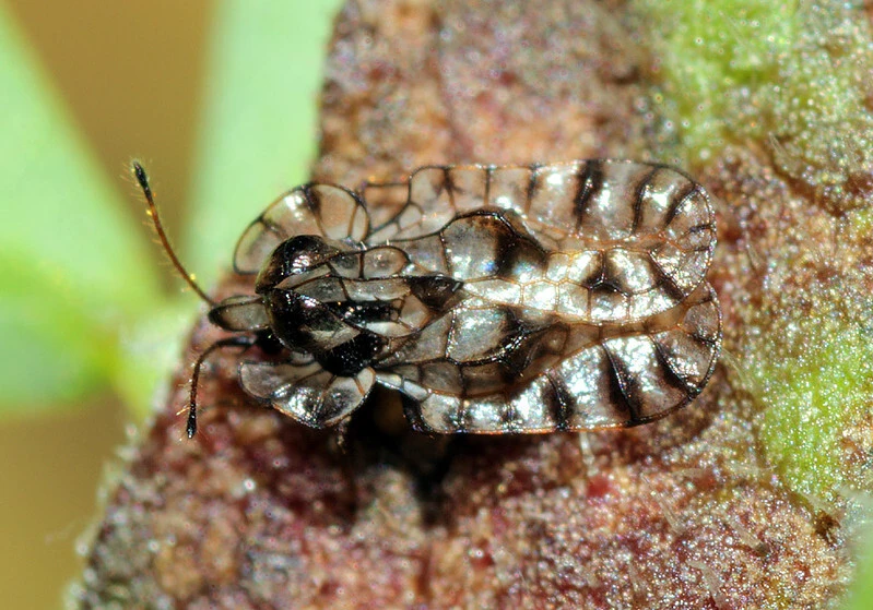 Galeatus spinifrons