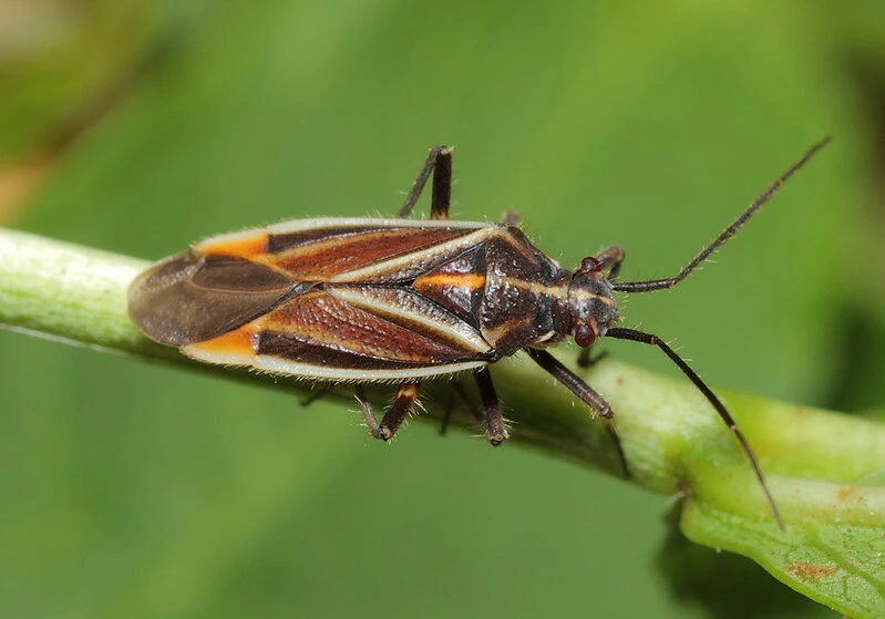 Horistus orientalis