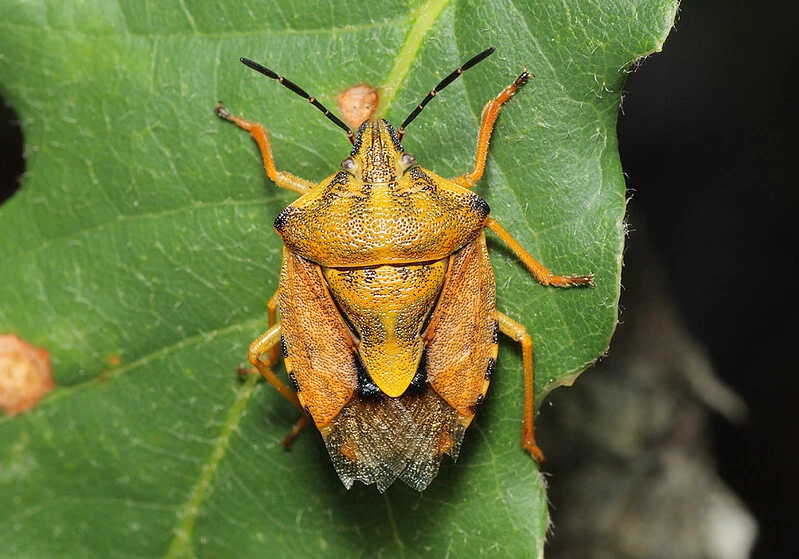 Carpocoris pudicus - közönséges gyümölcspoloska