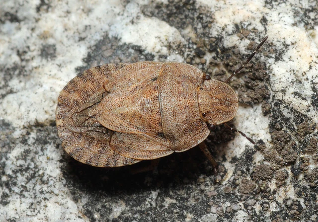 Sciocoris microphthalmus - szürkés laposfejű-poloska Sciocoris microphthalmus - szürkés laposfejű-poloska