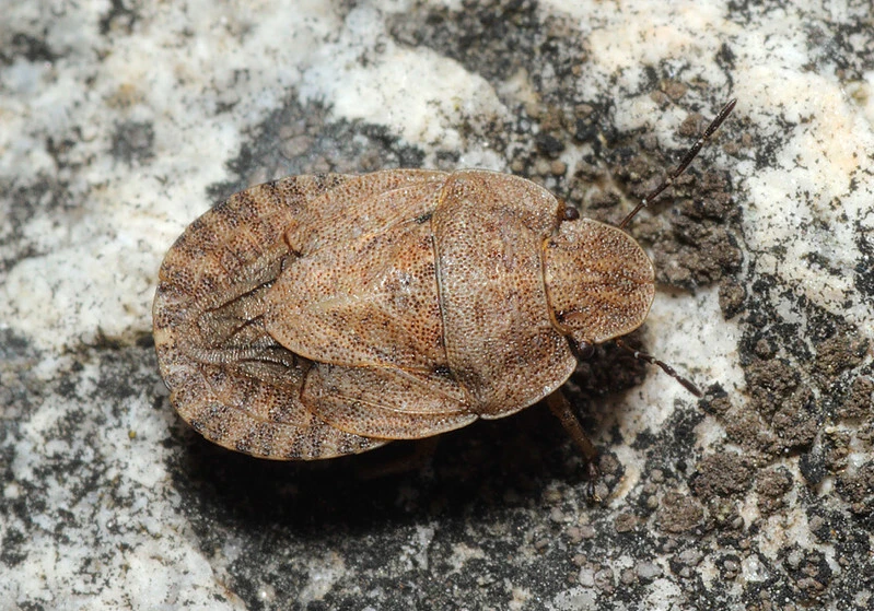 Sciocoris microphthalmus - szürkés laposfejű-poloska
