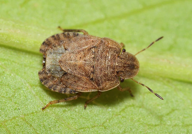 Sciocoris microphthalmus - szürkés laposfejű-poloska Sciocoris microphthalmus - szürkés laposfejű-poloska