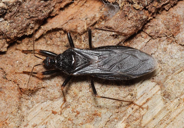 Reduvius personatus - szemetes zugpoloska