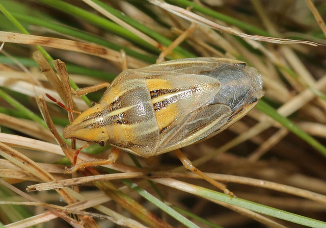 Aelia rostrata - csőrös szipolypoloska Aelia rostrata - csőrös szipolypoloska