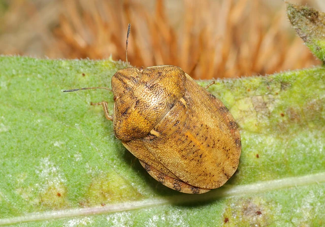 Eurygaster maura - mórpoloska Eurygaster maura - mórpoloska