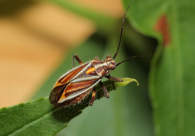 Horistus orientalis