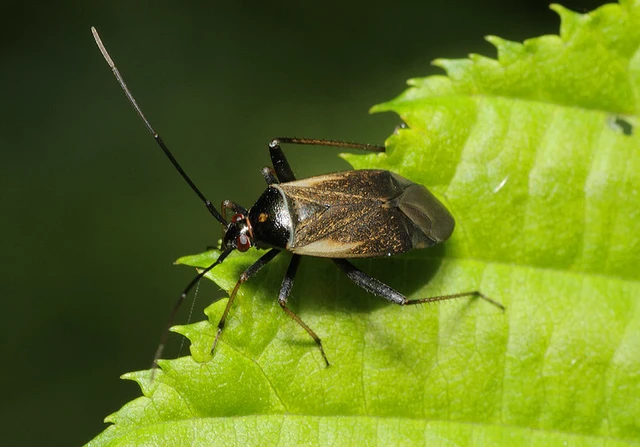Adelphocoris seticornis - szegélyes mezeipoloska