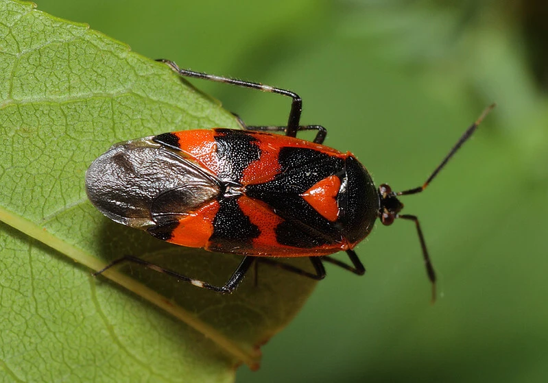 Deraeocoris trifasciatus - nagy mezeipoloska