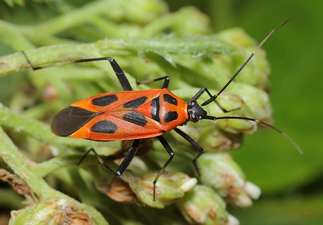 Calocoris nemoralis