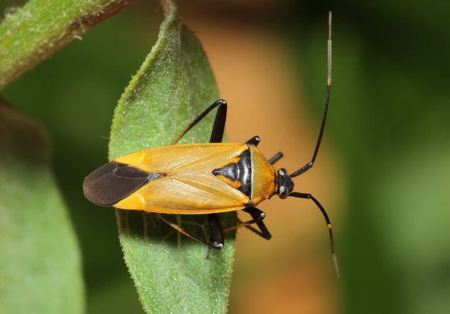 Calocoris nemoralis