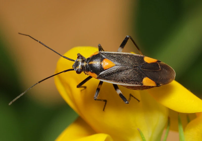 Capsodes flavomarginatus
