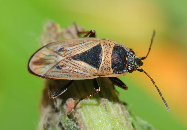 Xanthochilus quadratus - szegélyes díszesbodobács
