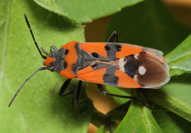 Lygaeus equestris/simulans