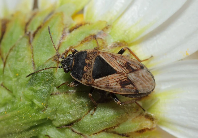 Trapezonotus ullrichi