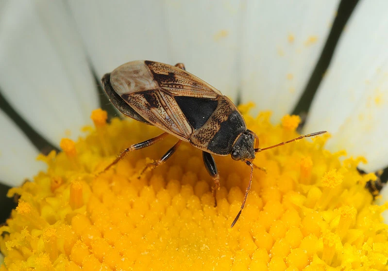 Trapezonotus ullrichi