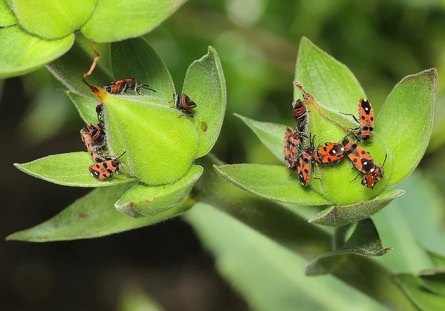 Horvathiolus superbus - kis fehérfoltos bodobács
