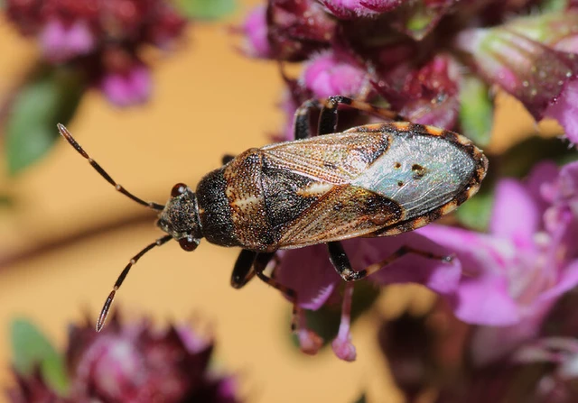 Heterogaster affinis - hangabodobács